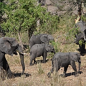 "Elephant" Kruger National Park, South Africa